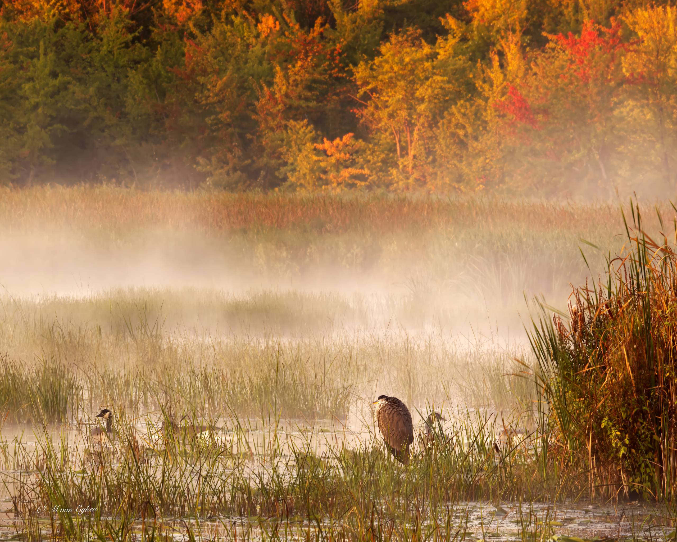 Matin brumeux La Grande Baie, Oka