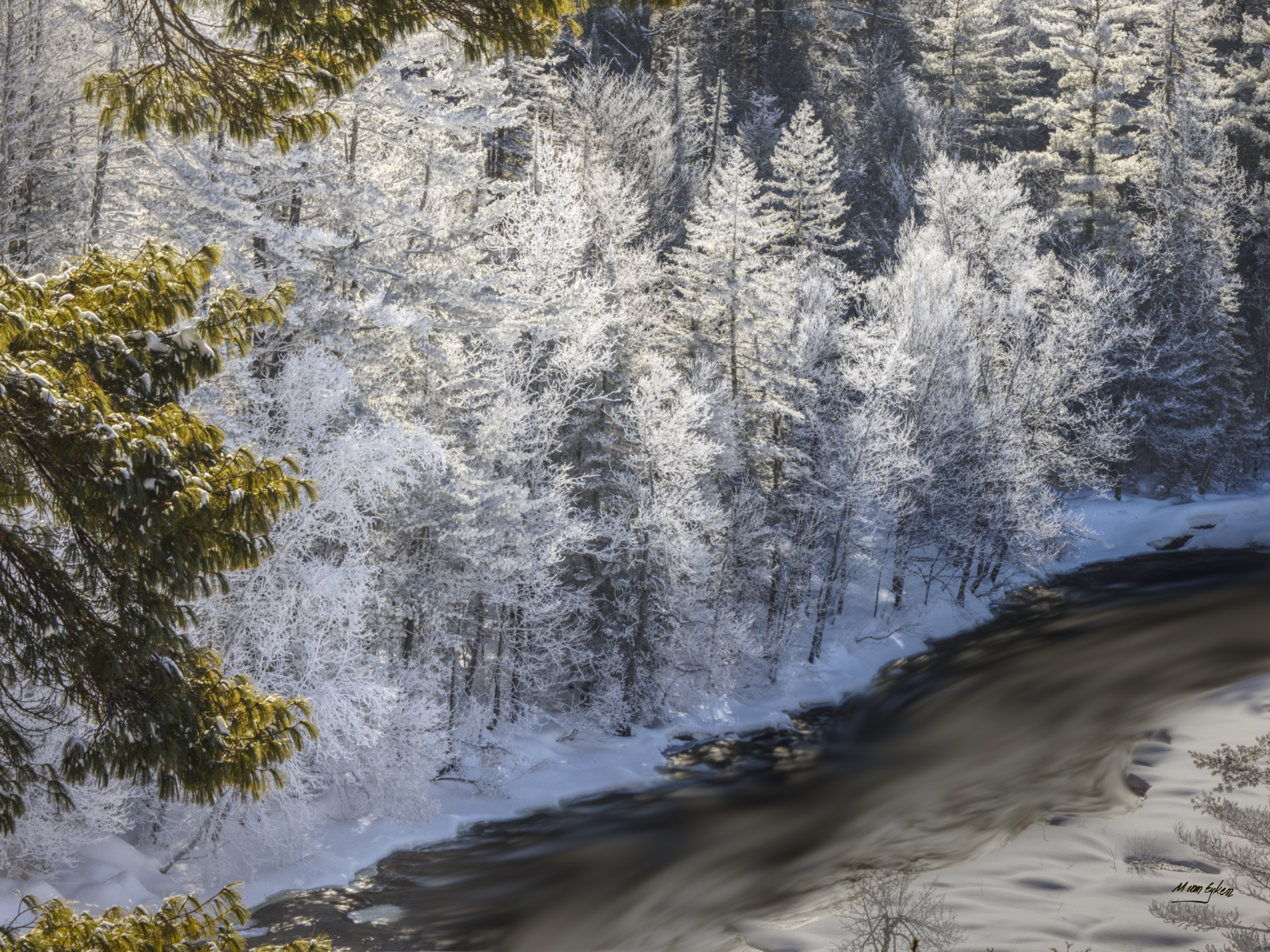 Frozen Conifers