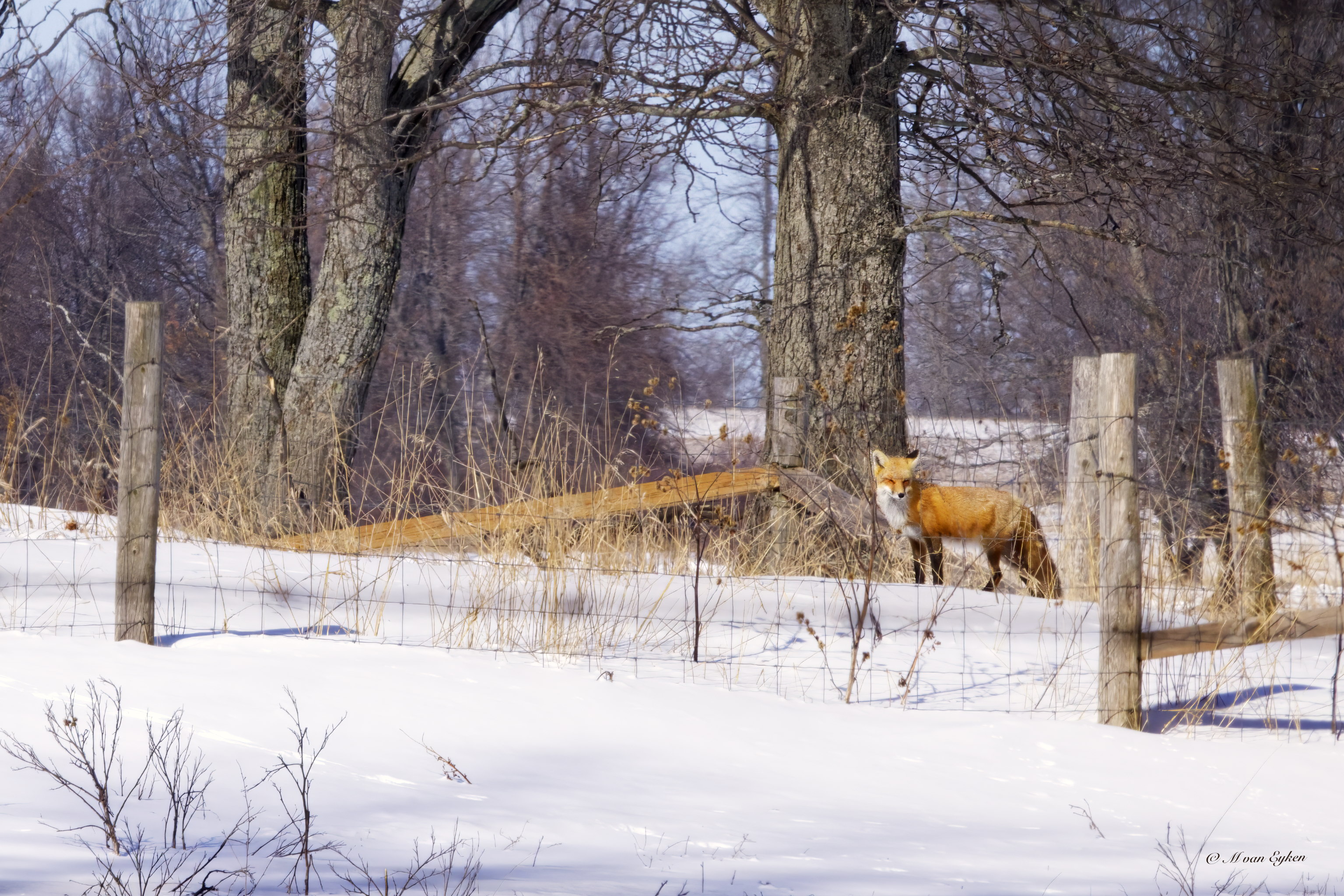 SUn renard roux se tient en état d'alerte dans un paysage hivernal rural d'Amherst, en Ontario, son pelage roux flamboyant contrastant avec la neige immaculée et les arbres dénudés qui l'entourent.