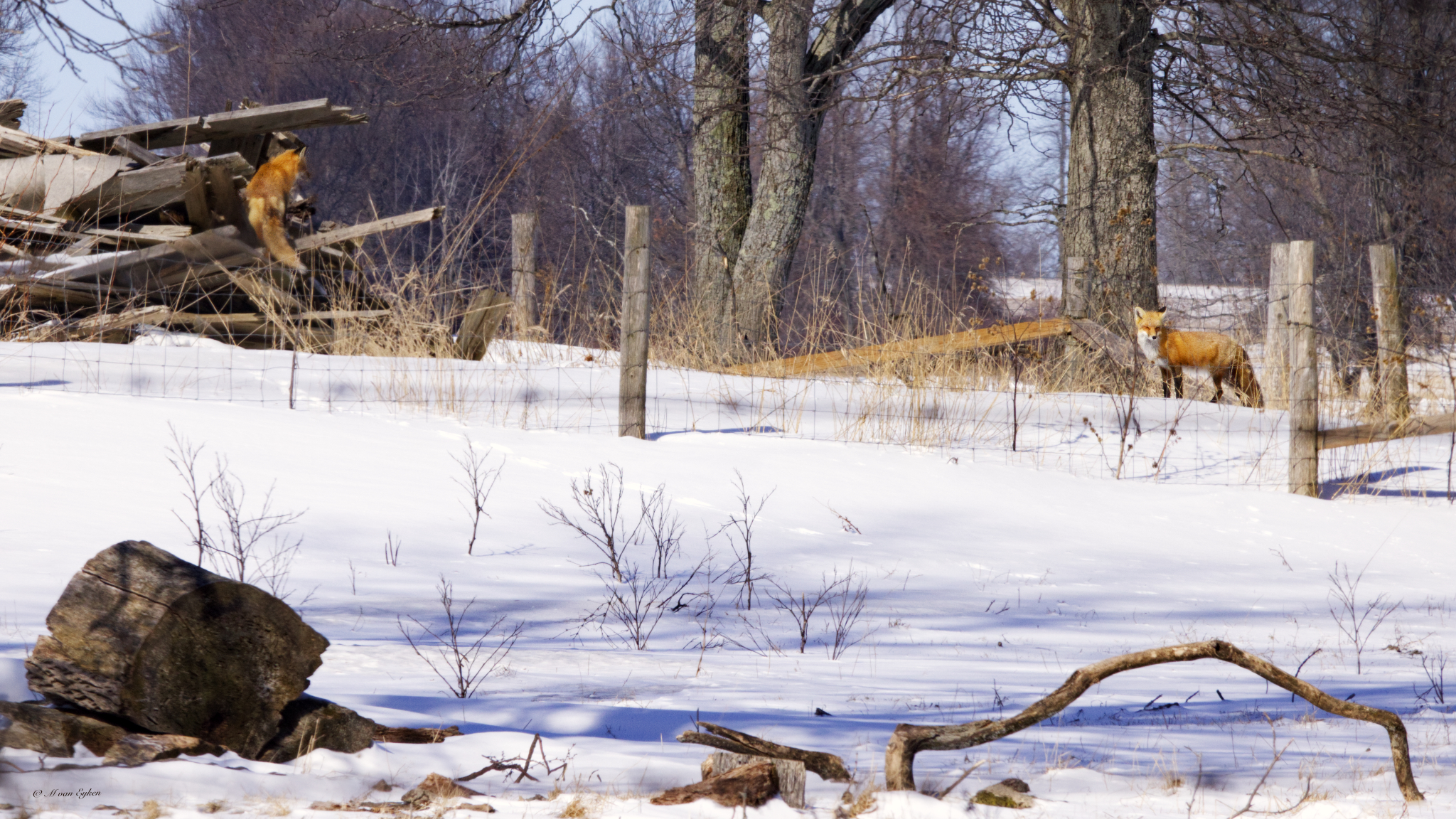 Winter scene, foxes on farm ruins.