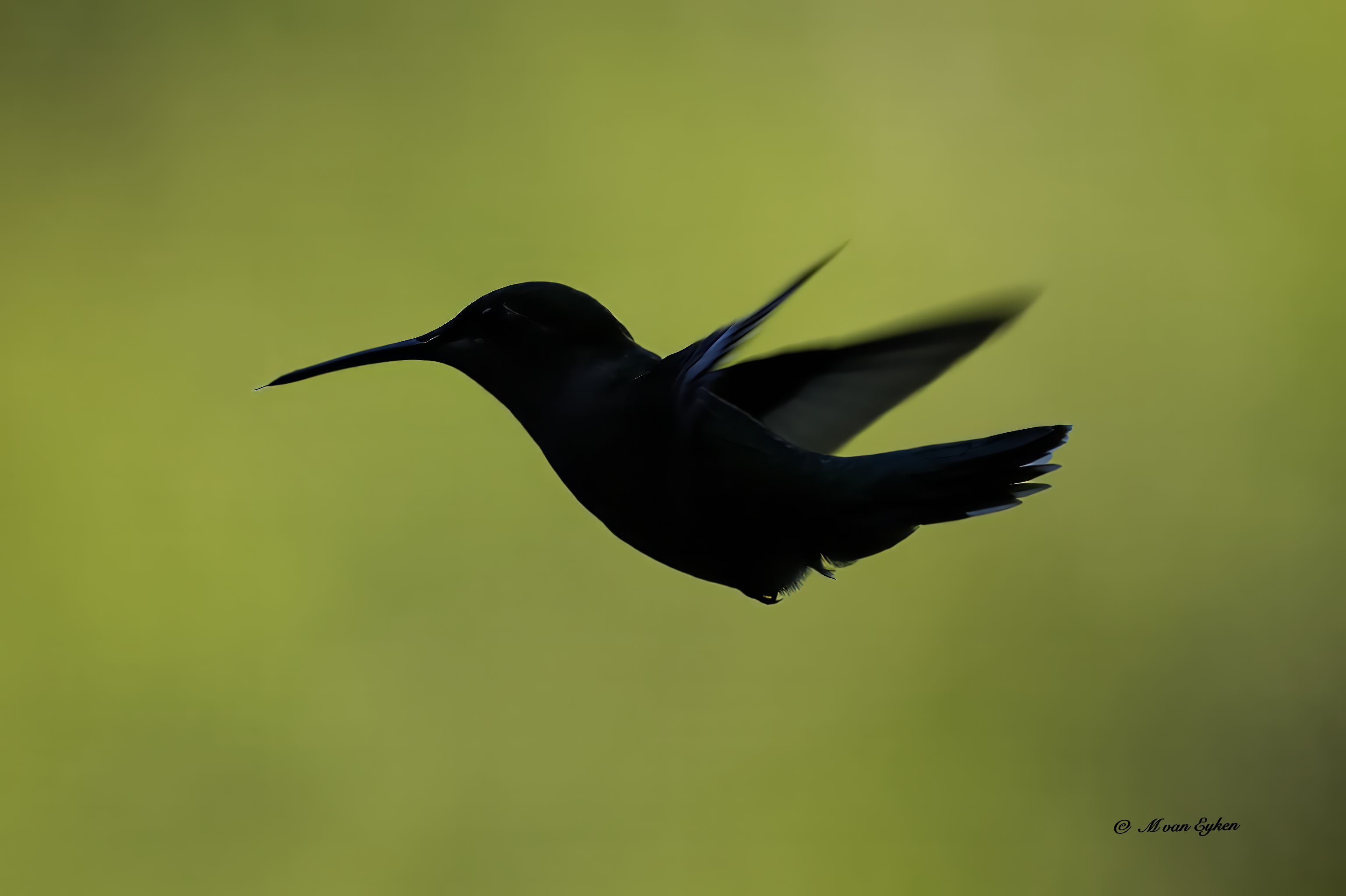  Silhouette à l'aube