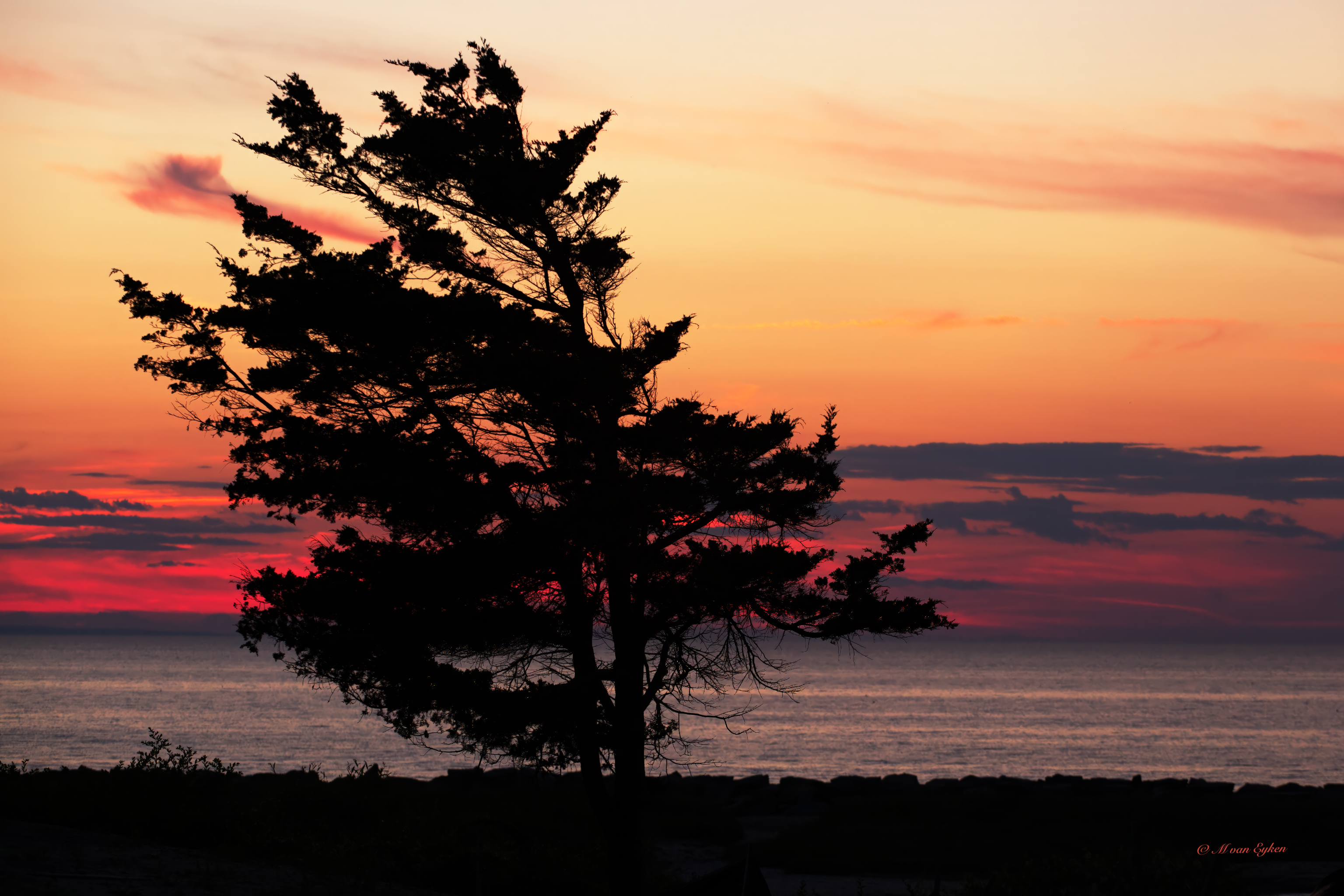 Sentinelle battue par les vents, Dennis Cape Cod