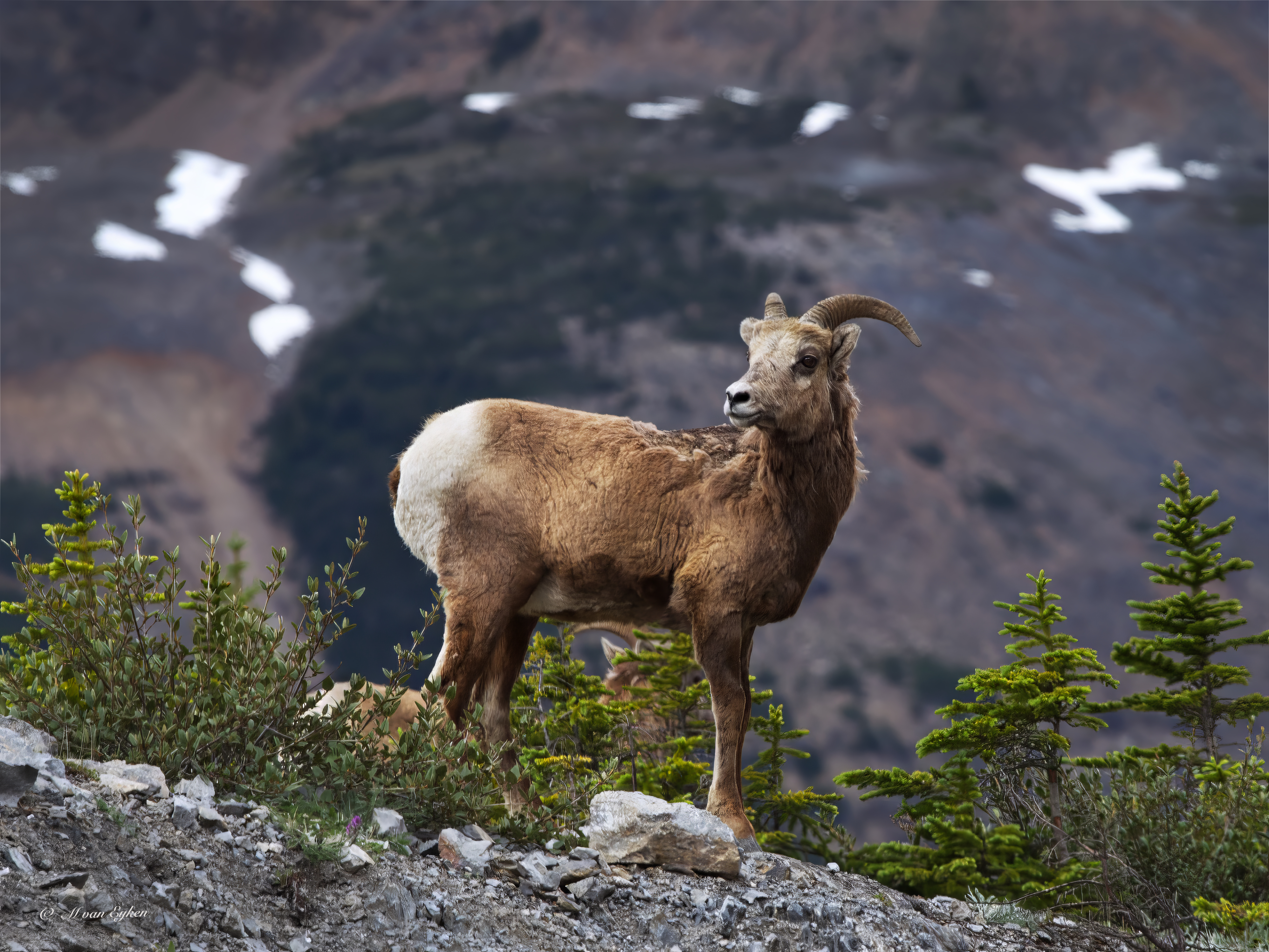 Young Big Horn Sheep, with scruffy spring coats, coming down the mountains in the spring.