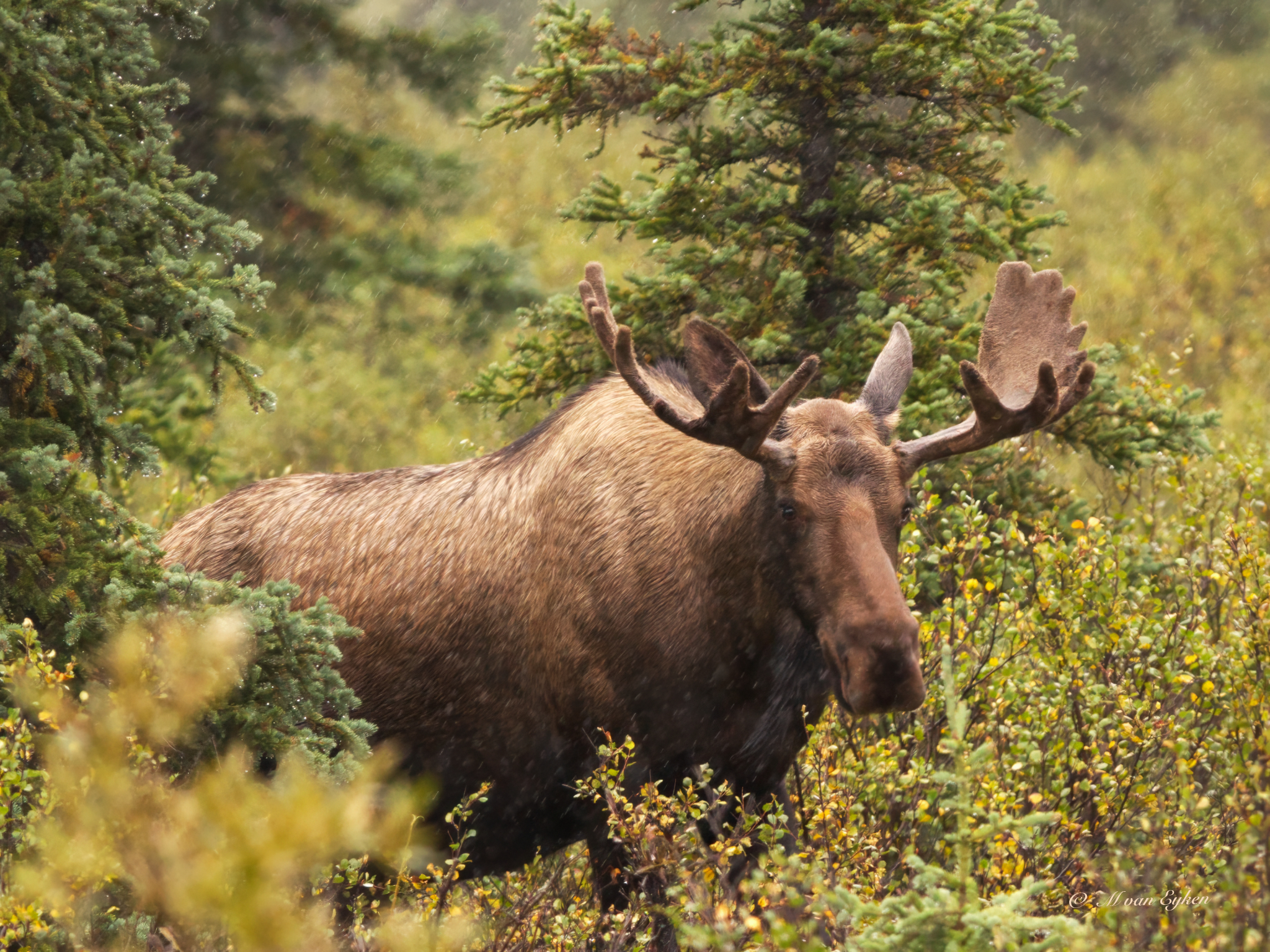 Bull Moose, grazing on scrub brush, in the rain, Denali National Park