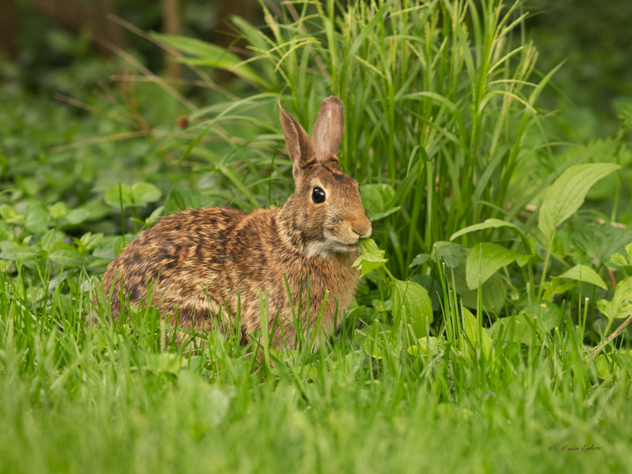 Nature morte au trèfle – Lapin à queue blanche de l’Est