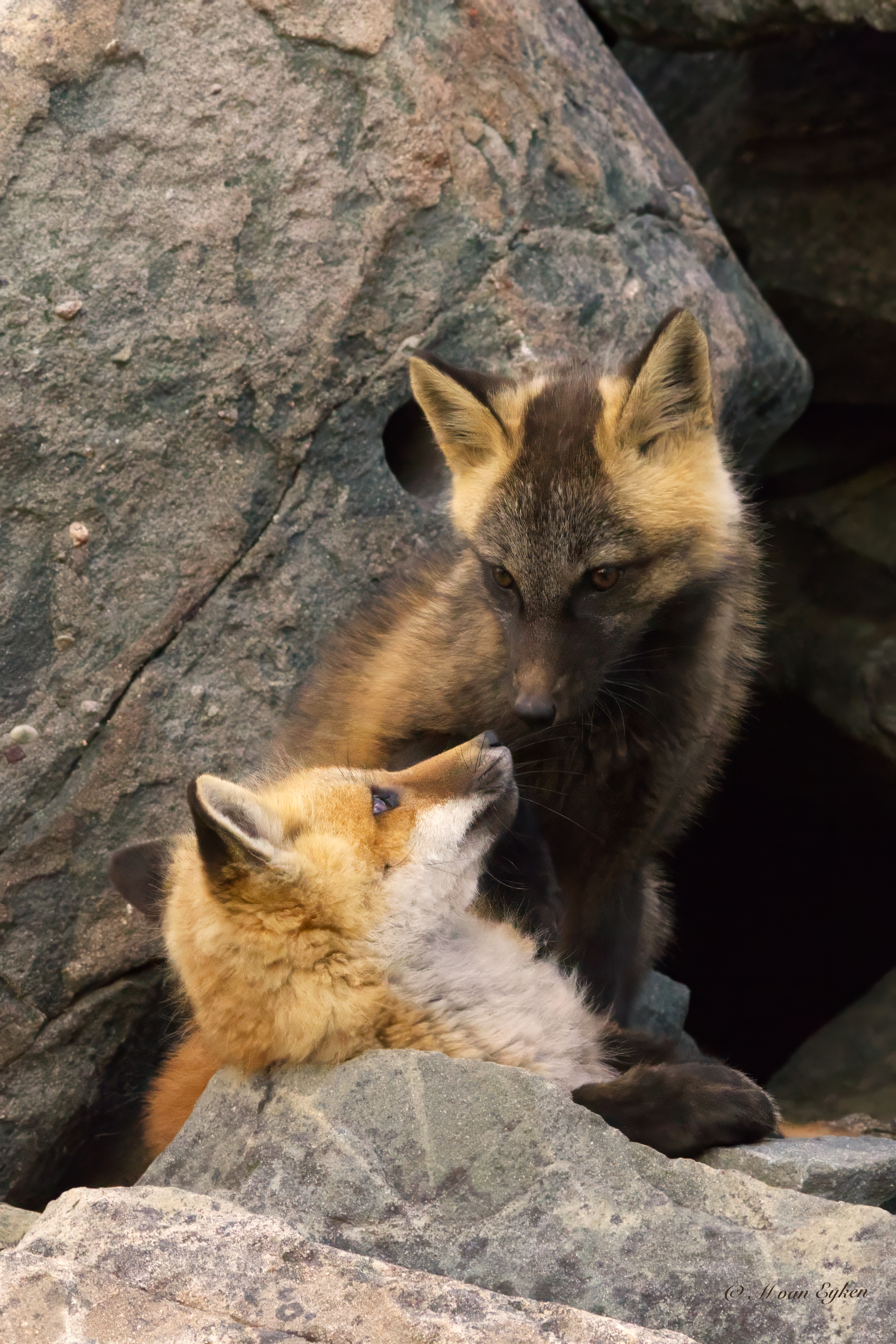 Fox Kits