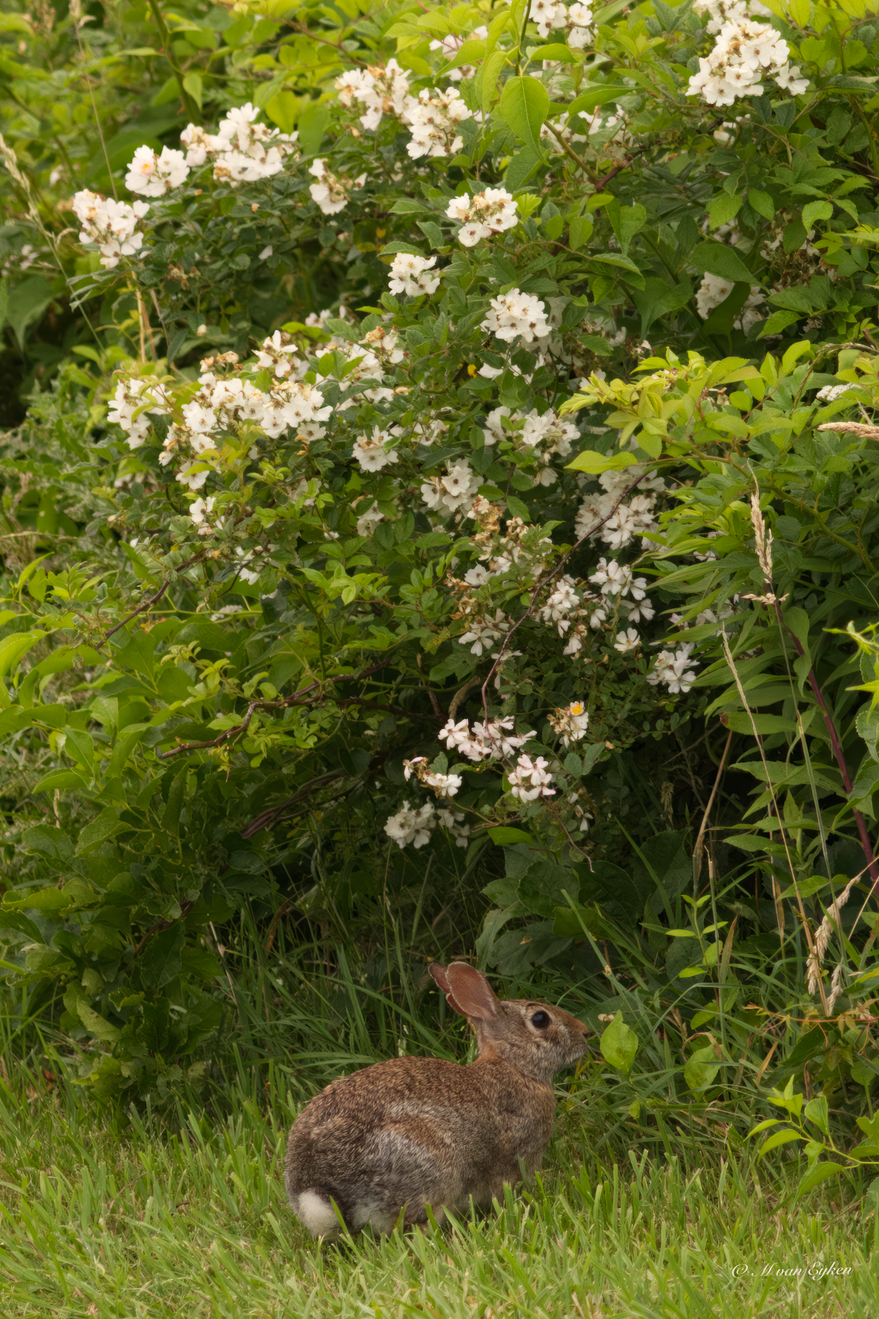 Peter Rabbit