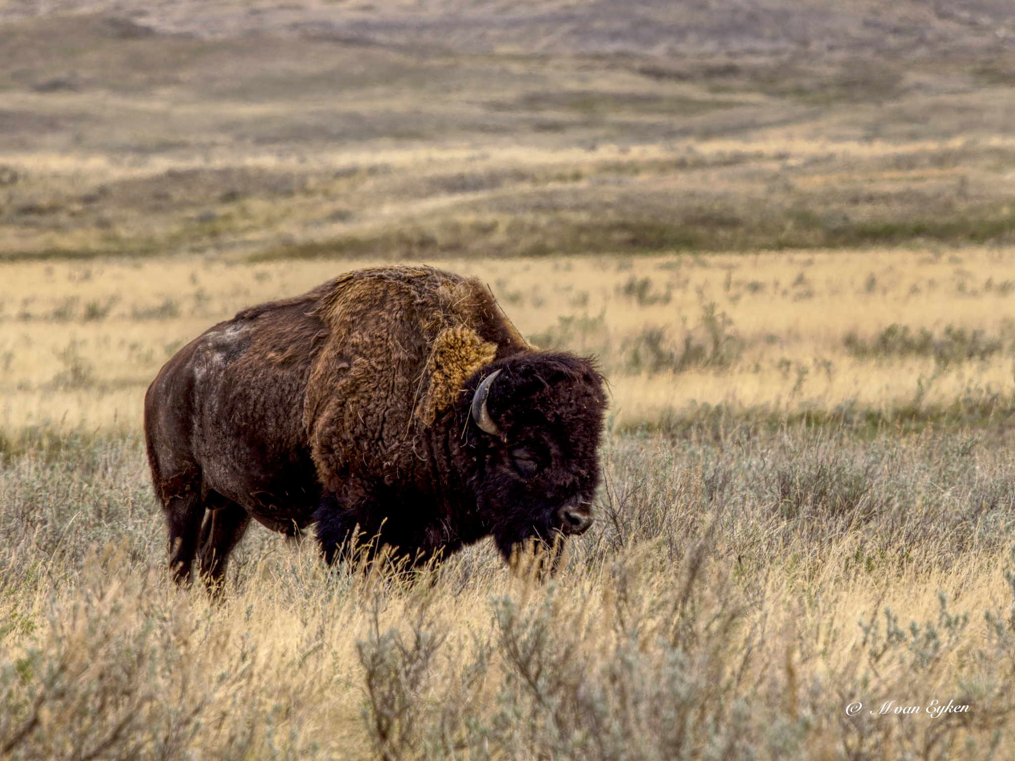 Prairie Bison, aka Buffalo, grazing