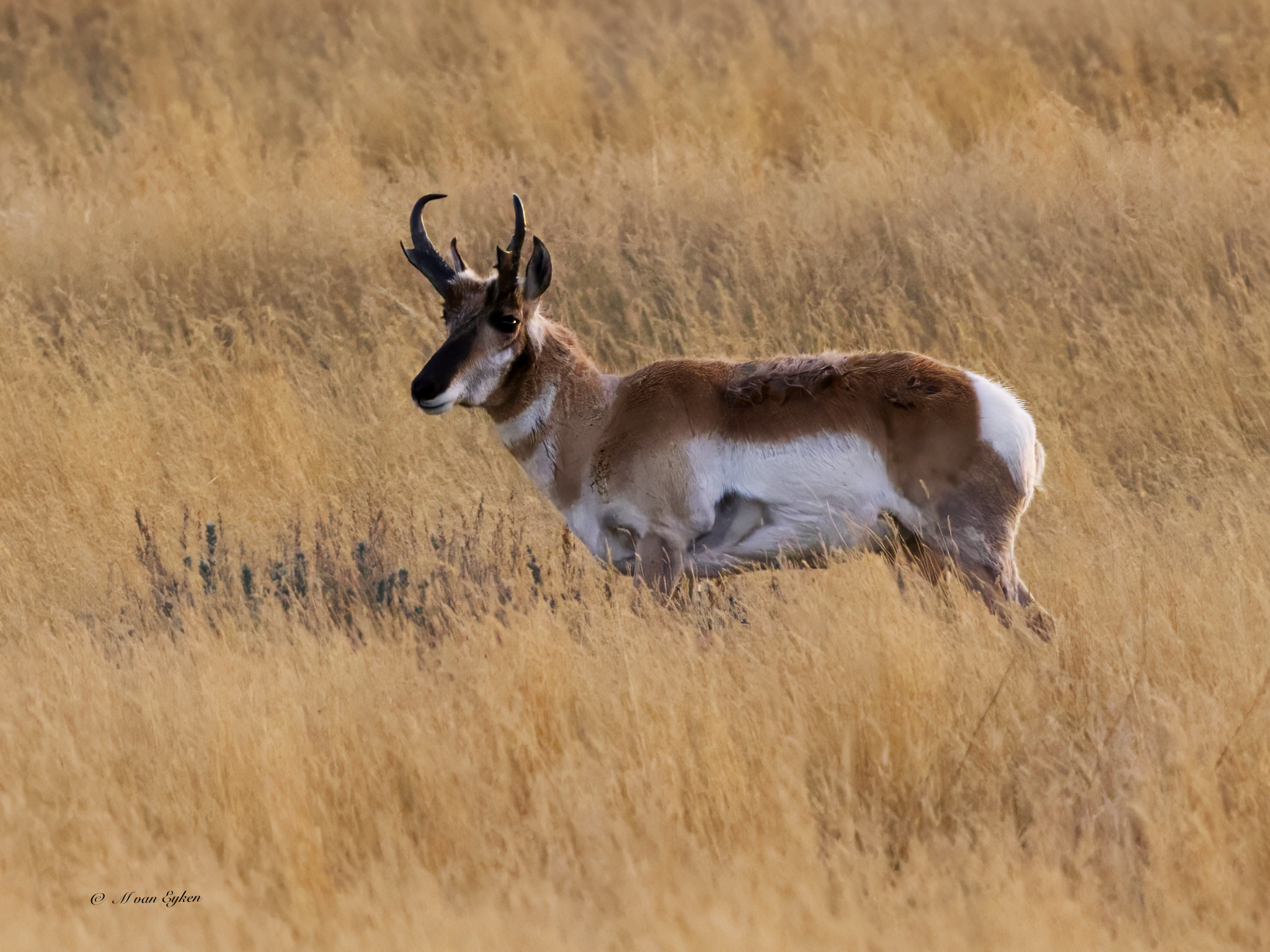 Pronghorn Antelope grazing in the prairies