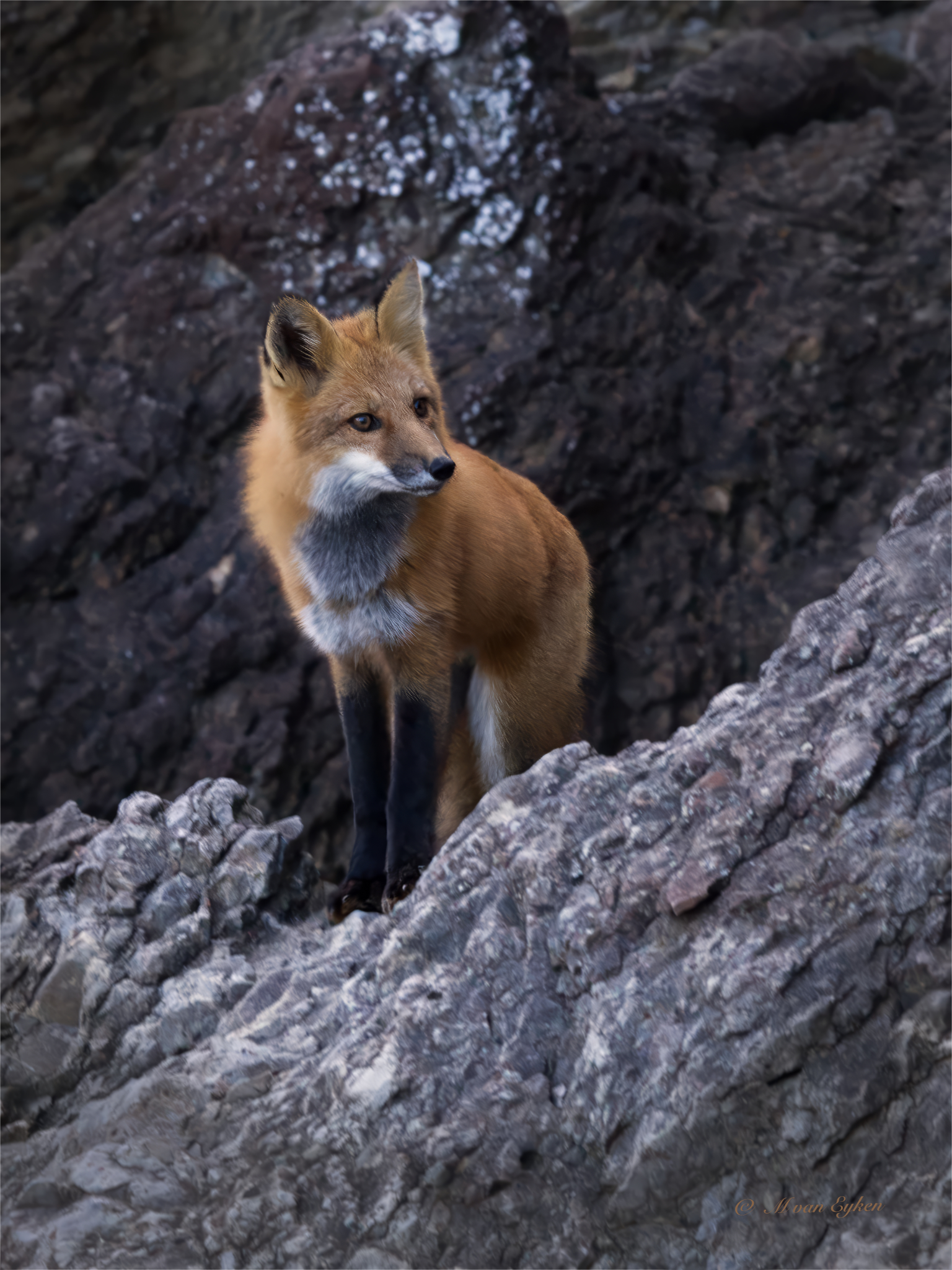 Red Fox searching for dinner along the shores of the Parc national du Bic.