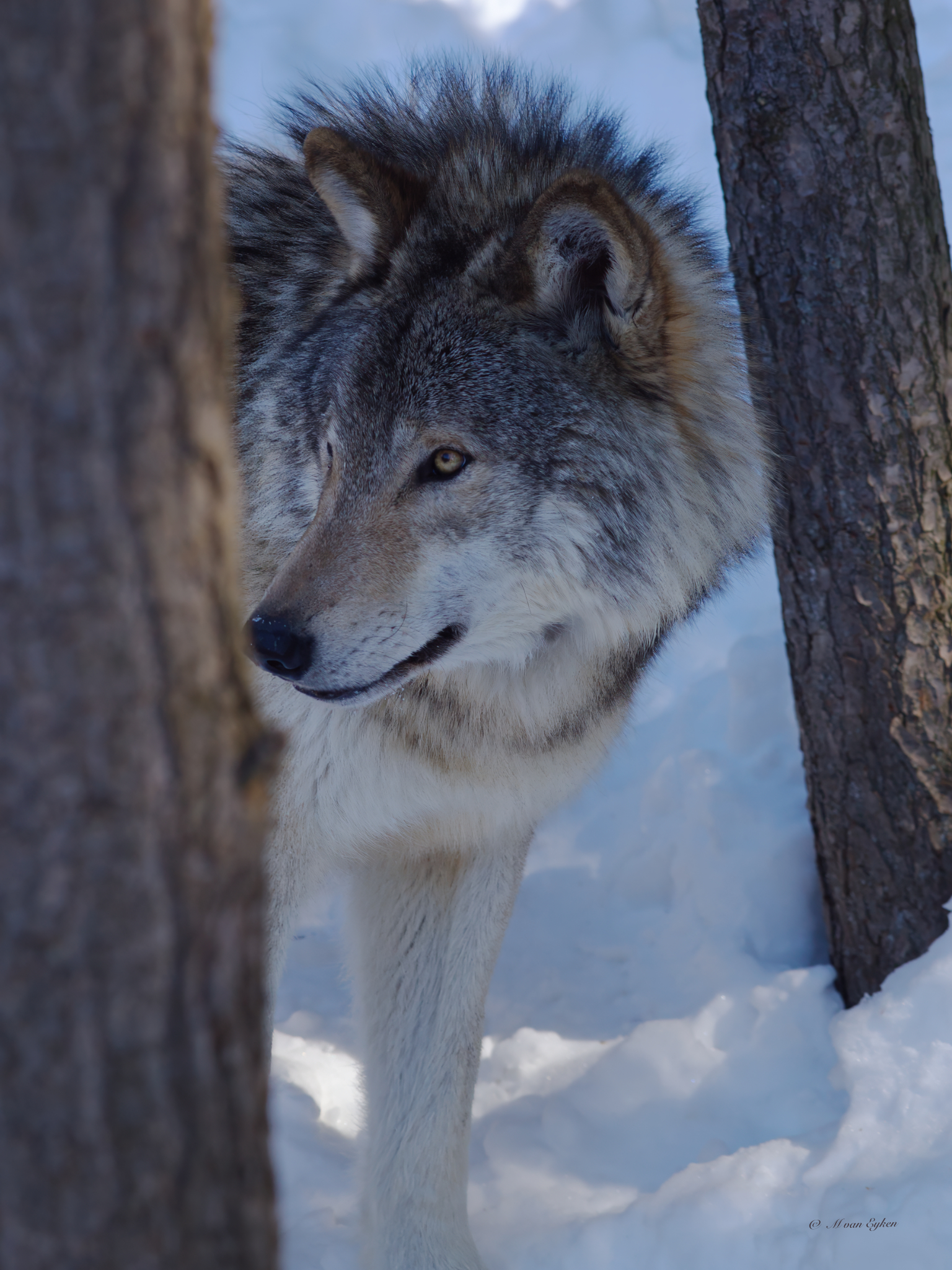 Timber Wolf, Parc Omega