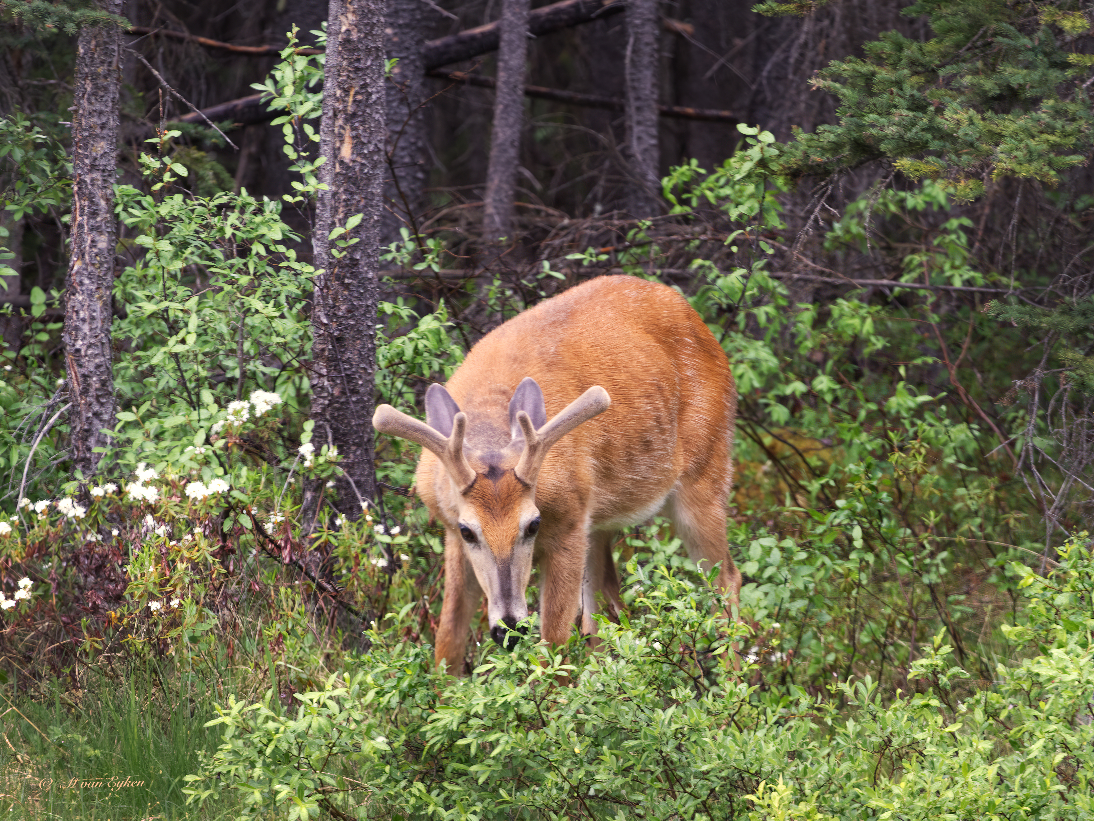 White Tail Deer, Early morning at the forest's Edge, Banff.