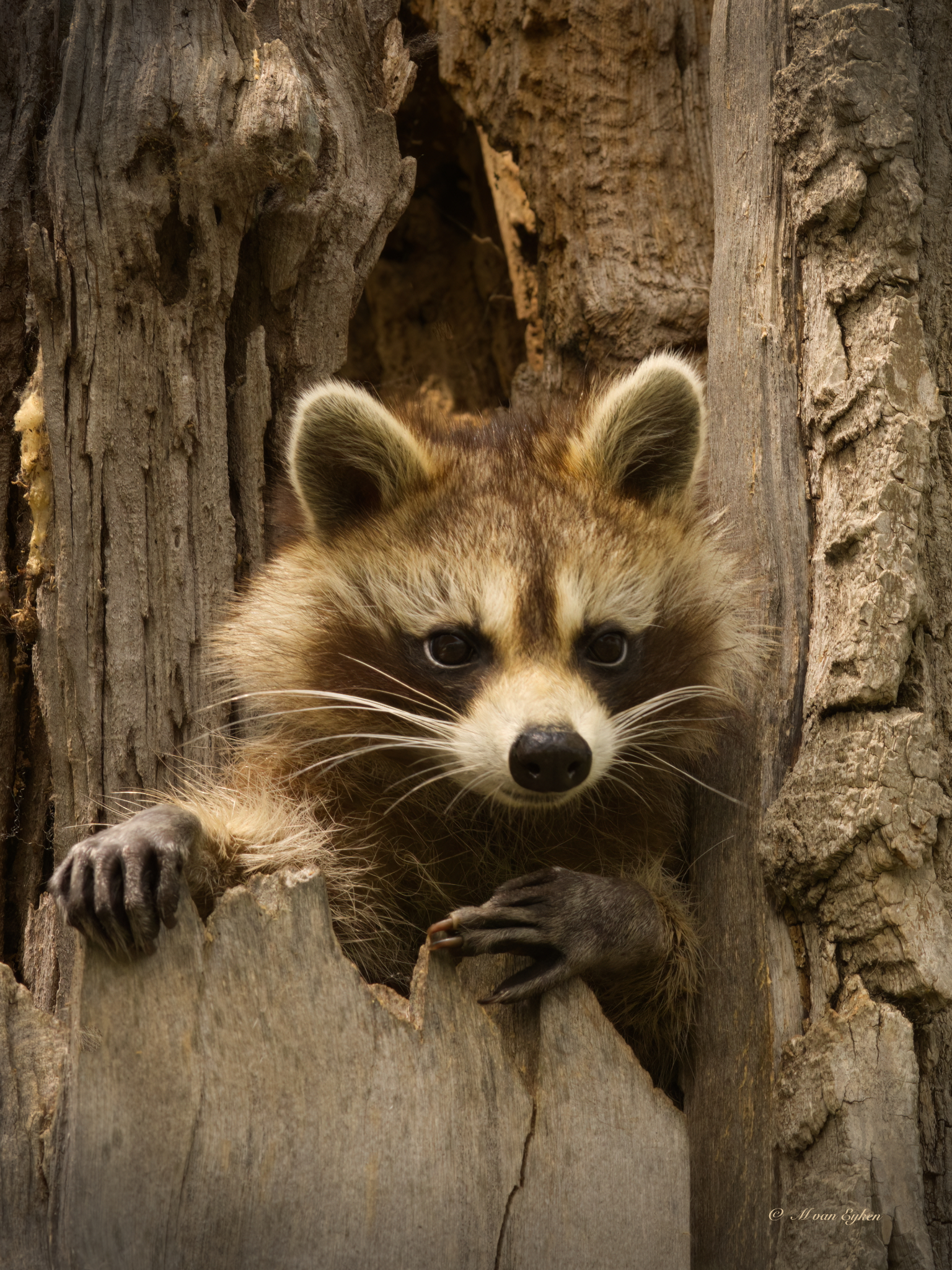 Young Raccoon, in an old tree trunk, watching the world go by.